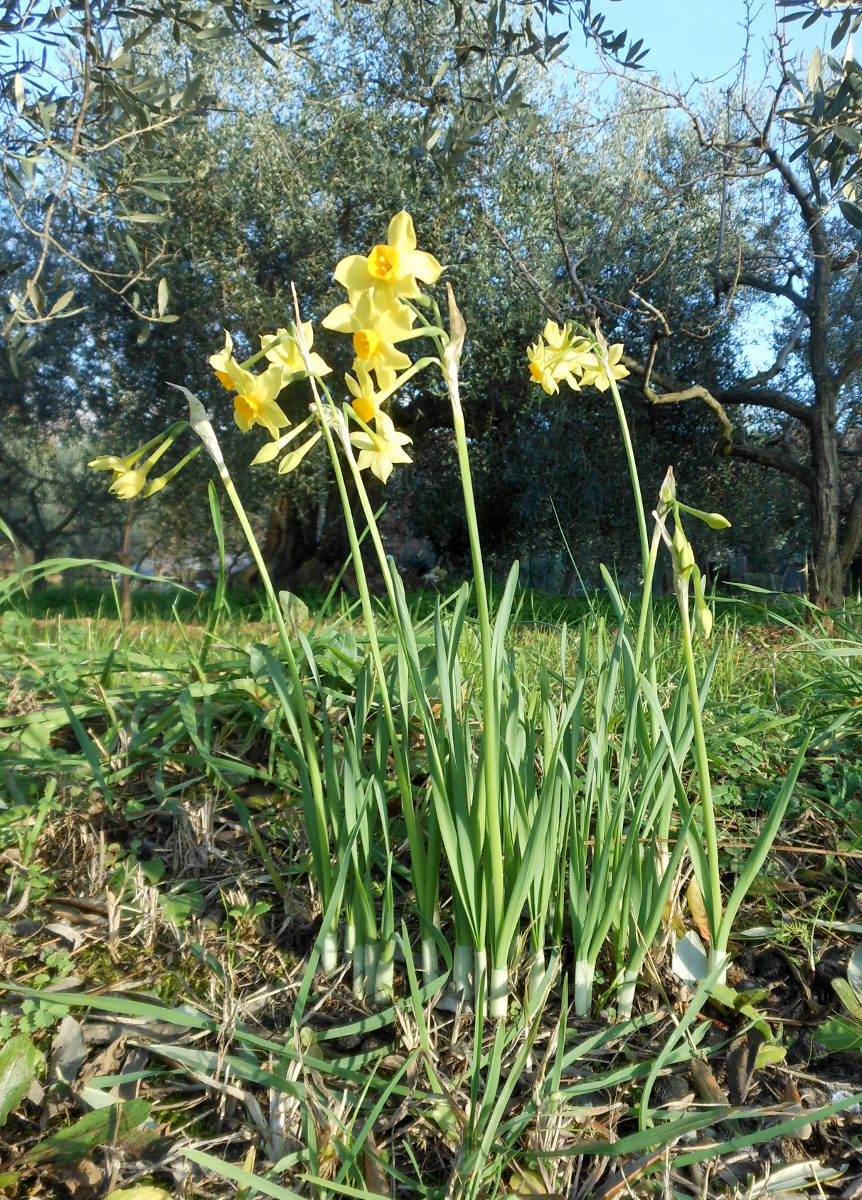 Narcissus tazetta L. subsp. aureus (Jord. & Fourr.) Baker